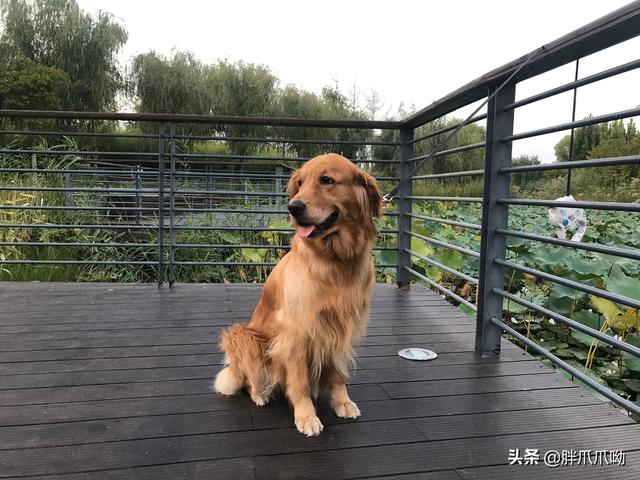 头条问答 狗狗哪些部位不能打 胖爪爪呦的回答 0赞