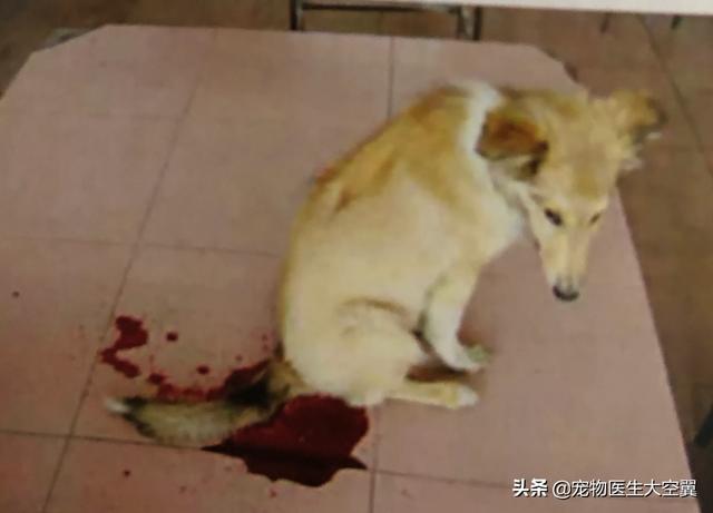 犬传染性气管支气管炎是什么:狗狗容易得哪些传染病？都有什么症状？