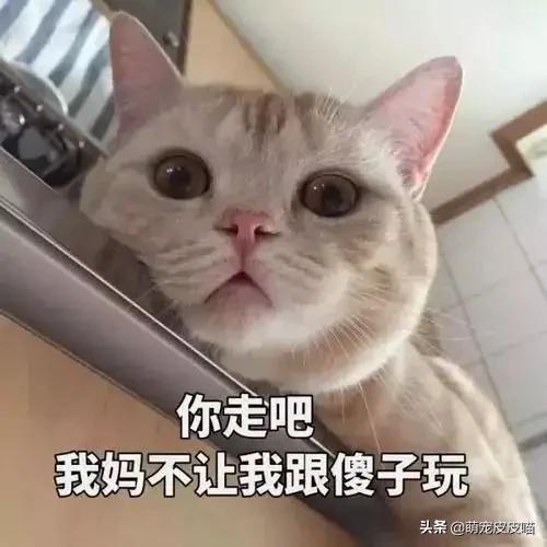 猫有九条命我有十把刀:你们家的狸花猫是怎样的？有多好看？ 都说猫有九条命却唯有一颗心