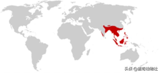 鼠兔主要生活在什么地方，眼镜王蛇分布在我国的哪些地方