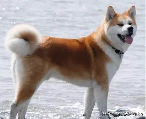 秋田犬好养吗知乎:秋田犬为什么被禁养 忠犬八公秋田犬为什么这么少人饲养？不受大家欢迎的原因是什么？