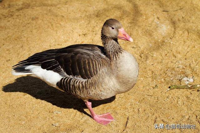 家里养的大鹅的祖先是什么动物:大雁与家鹅有生殖隔离吗？