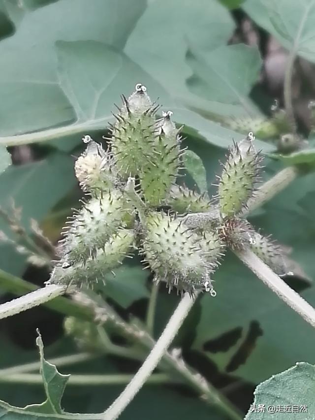 植物的种子如何传播