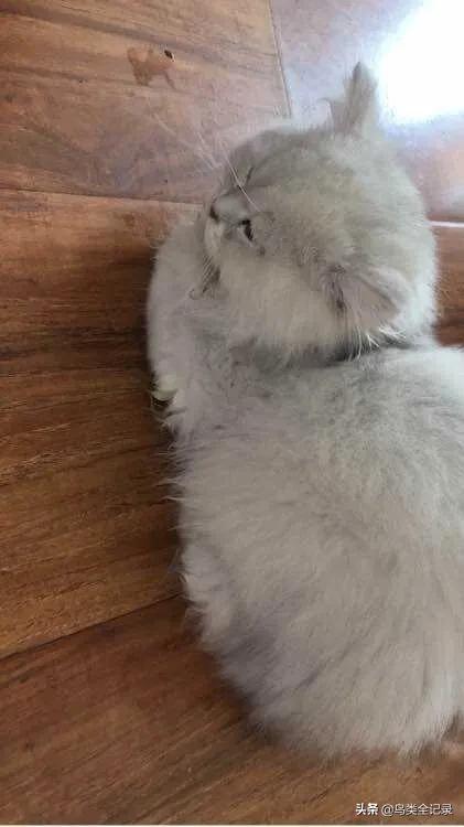 猫泛白细胞减少症病毒英文:猫得了猫瘟为什么喜欢去厕所？ 猫瘟英文简称