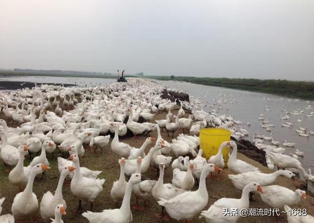 河南宠物连锁收购:外地公司说合作养殖鹅，他们公司包回收，这种是骗钱的吗？