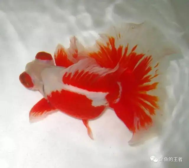 怎么养好红鼻剪刀:家里太干，想养鱼，什么鱼好养？