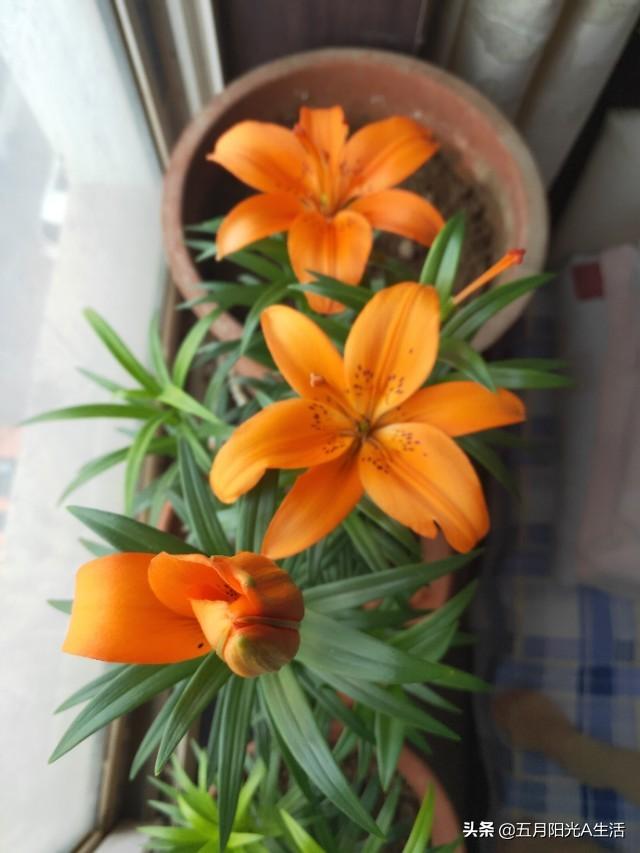 头条问答 百合落花后 怎么办呢 60个回答