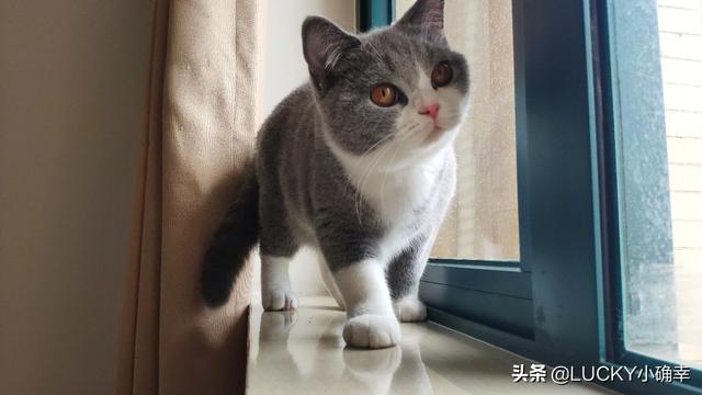 宠物情人调教法漫画贴吧:请问你养宠物，是你去适应宠物还是宠物去适应您？