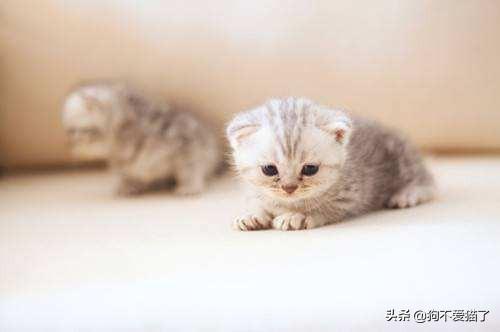 猫发腮是什么因素导致的？