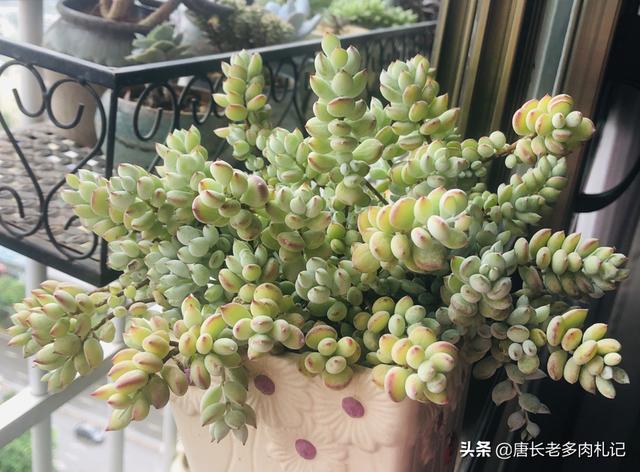 gimcat和gimpet:家里养的猫太胖了，有什么何时的运动器材？