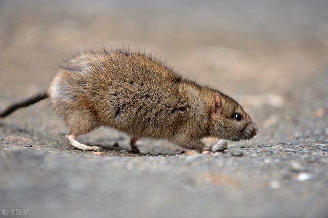 头条问答 - 南方老鼠大就算了,蟑螂也多,又大,真是怕了,求招治蟑螂?