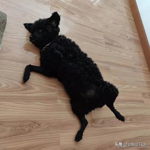 体味最小的狗品种:柯基犬有体味么?体味大么?掉毛严重么？