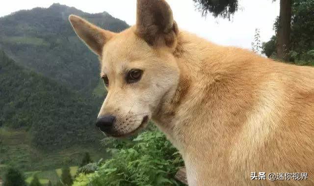 熊皮沙皮犬长大后样子:养中华田园犬怎么样？比起宠物犬有哪些优点？