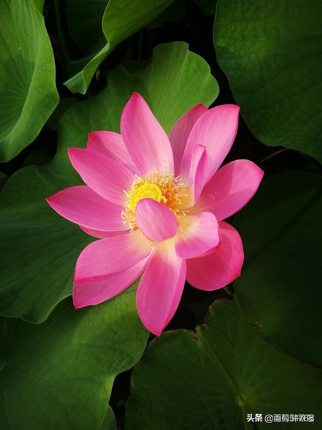 醉里吴音相媚好3.出污泥而不染4.落红尘而不妖5.荷塘月色6.蜂也忙7.