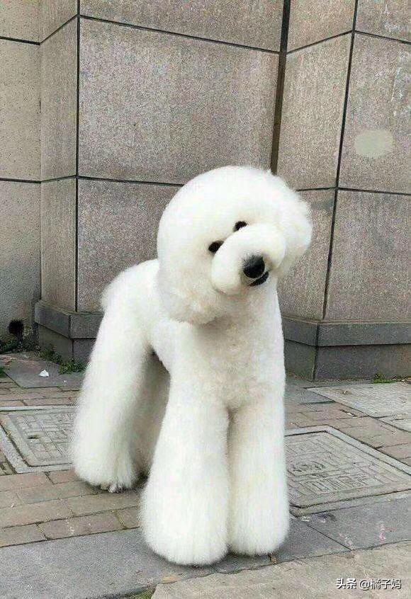 养巨型贵宾犬是一种什么样的体验？