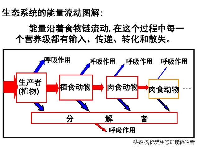 猞猁与少女交尾:为什么食肉动物繁殖率都很低，食草动物繁殖率这么高？