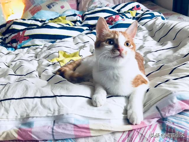 闷猫:猫喜欢吃塑料，该怎么办？