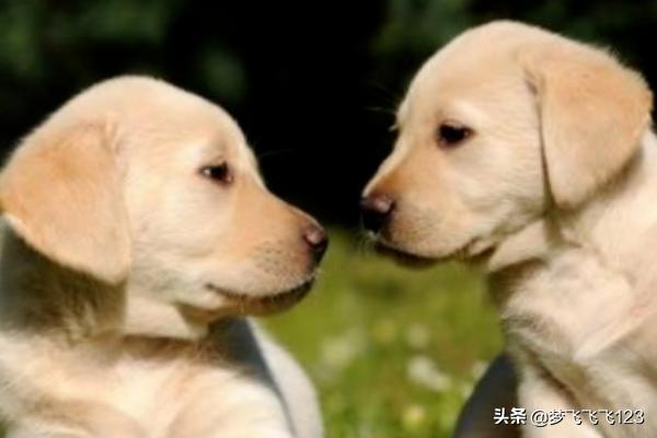 爱尔兰雪达犬吧:2019年热门宠物狗排名？ 爱尔兰雪达犬和金毛犬的区别