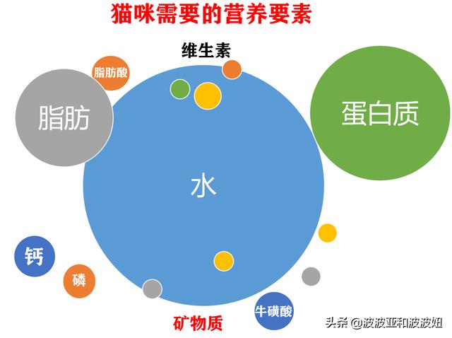 中低端猫粮排行榜:大年初三捡了只蓝白流浪猫，学生党我要买哪种猫粮？