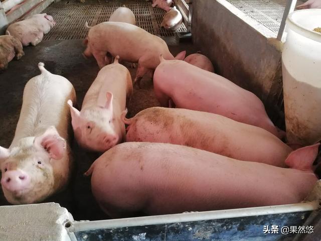 小猪拉稀不吃食怎么办？插图3