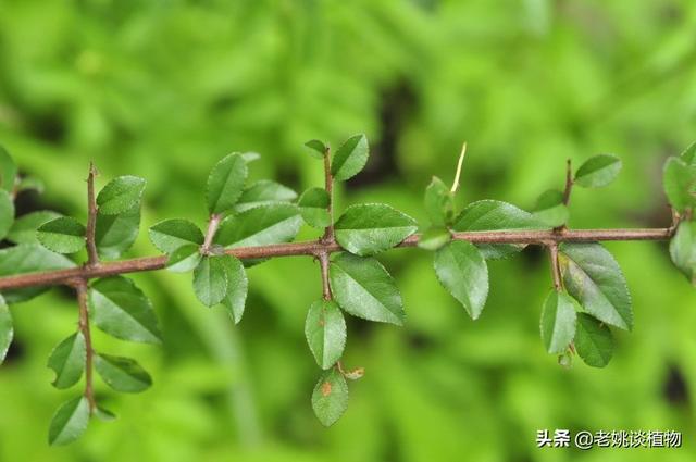 常见的盆景树种有真柏、黑松,那么你还知道哪些树种适合做盆景的呢？