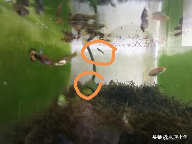 凤尾鱼的养殖方法装修:孔雀鱼怎么饲养，不用气泵可以养孔雀鱼吗？