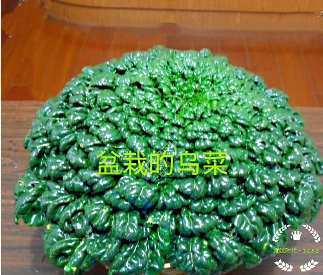 黑心菊什么时候播种比较好:乌菜是什么，怎么样种植，什么时候种植比较好？