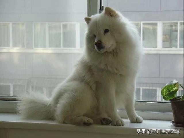 捡到流浪贵宾犬好养吗:捡到一只小狗，不知道是流浪狗还是走丢的，能打针么？