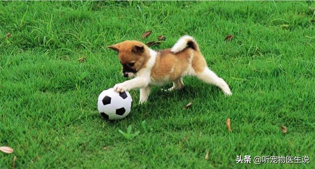 狗玩具:马犬四个月了把宠物球吃了不吃食怎么办？