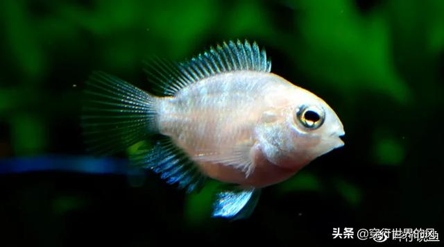 迷你鹦鹉鱼繁殖条件:宝蓝迷你鹦鹉繁殖一定要用陶罐吗？可以用什么东西代替？