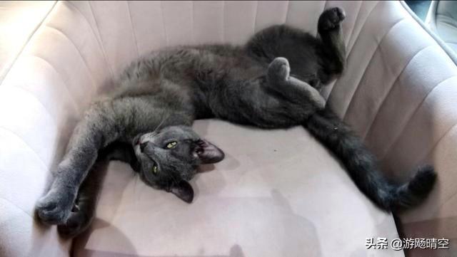 可爱小猫咪图片:如何画简笔画之可爱小猫咪？ 可爱小猫咪图片头像