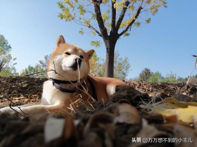 安贝犬粮价格:想请问下家里有养猫养狗的，都吃什么牌子的宠物粮，价位在多少？