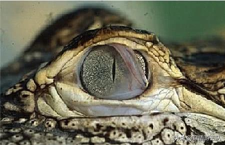 鳄鱼的眼泪是指什么人，不知道为什么鳄鱼会流泪，是风泪眼吗