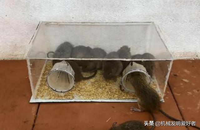 键盘猫:办公室内电脑鼠标键盘频繁被老鼠咬坏，有什么办法灭鼠呢？