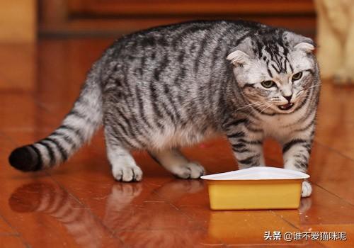 猫市长康复了吗:猫厌食怎么办，要不要给它吃益生菌啊？