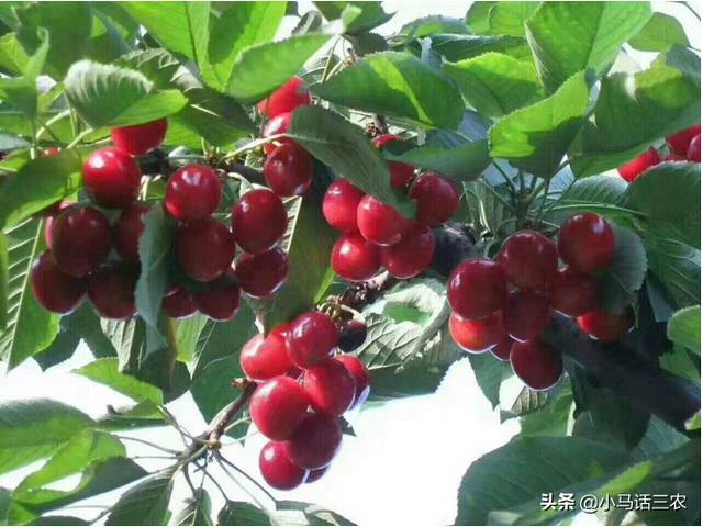 樱桃320元一斤:国产最贵的樱桃品种有哪些？