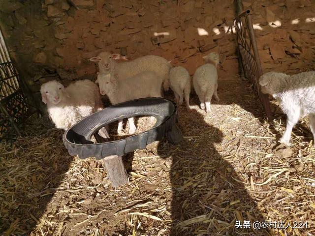 初生小羊拉不出屎怎么办:刚出生的羊羔体弱怎么办？