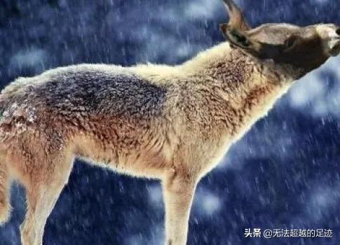 驴头狼在什么地方，神农架发现“驴头狼”，它明明灭绝已久，难道又再次“复活”了