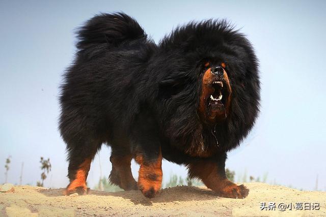 意大利护卫犬:有什么巨型犬，外表威猛内心温柔？