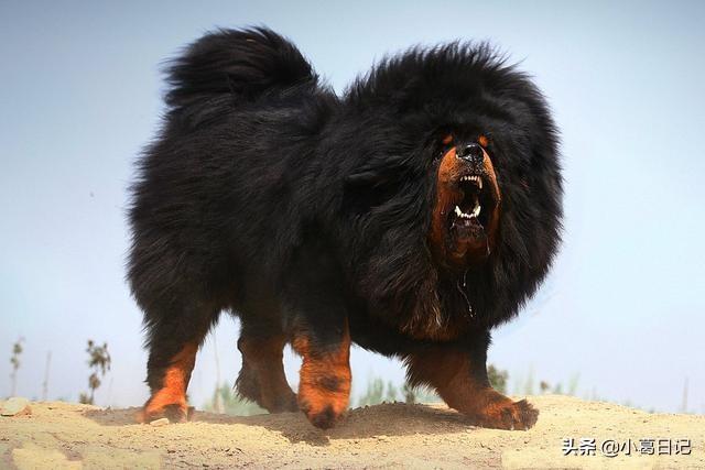 世界上最大的藏獒有多少米:有什么巨型犬，外表威猛内心温柔？