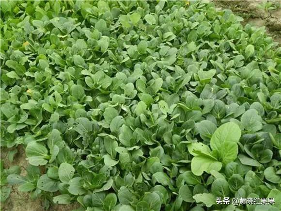 金边白菜是哪个地方的菜:鸡毛菜是什么菜？如何种植？
