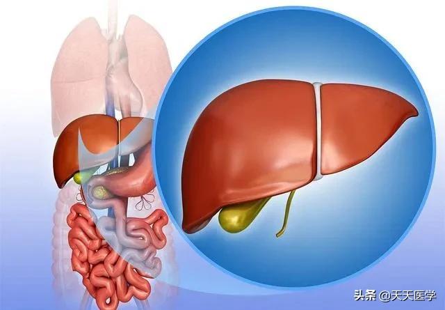 慢性肝炎的表现:慢性肝病有哪些表现症状？如何调养可保健我们的肝脏功能呢？