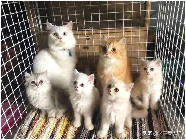 索马里猫为什么难饲养:为什么很多人领养猫的时候都不要成年猫？