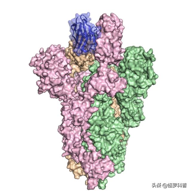 学知猫论文下载:羊驼（草泥马）的抗体真的能够拯救世界吗？