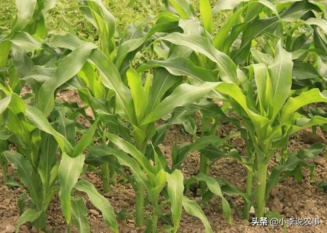 虹之玉 长高 怎么办:玉米是直播好，还是先育苗再移栽好？为什么？