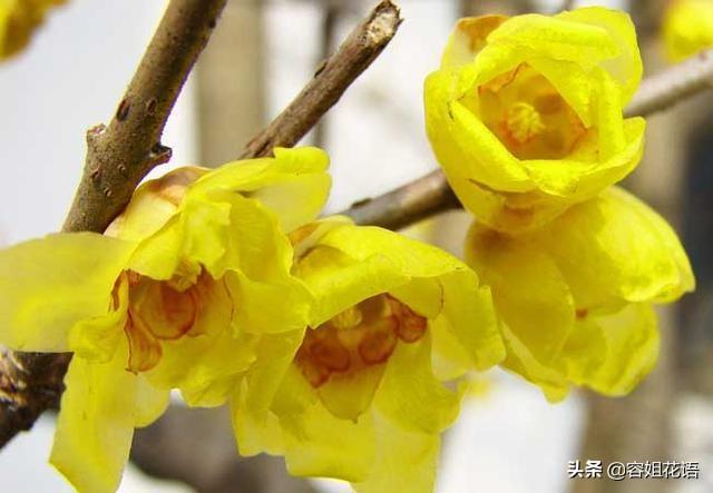 范无病 腊梅:范无病与范腊梅电视剧 腊梅没有花苞是怎么回事儿？