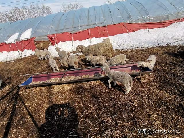 食欲减退:幼犬5个月食欲下降，狗狗食欲下降是缺什么呢？