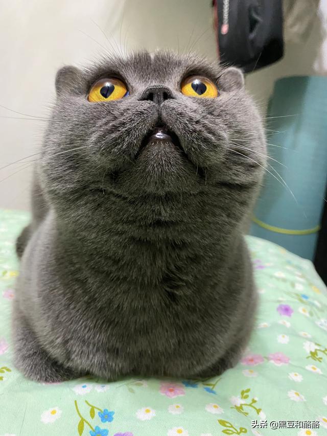 养猫好吗:家里有小孩子，是不是不适合养猫了？必须要送走猫咪吗？