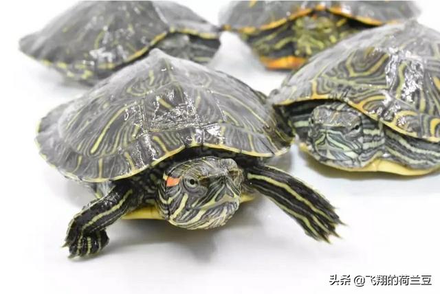 水龟:这种乌龟是水龟还是陆龟啊？