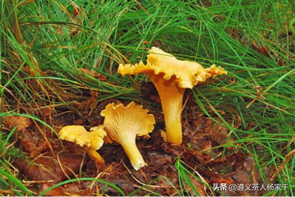 (真正的野生蘑菇有哪些)这个捡蘑菇的季节你们捡到过哪些样子有意思的蘑菇？